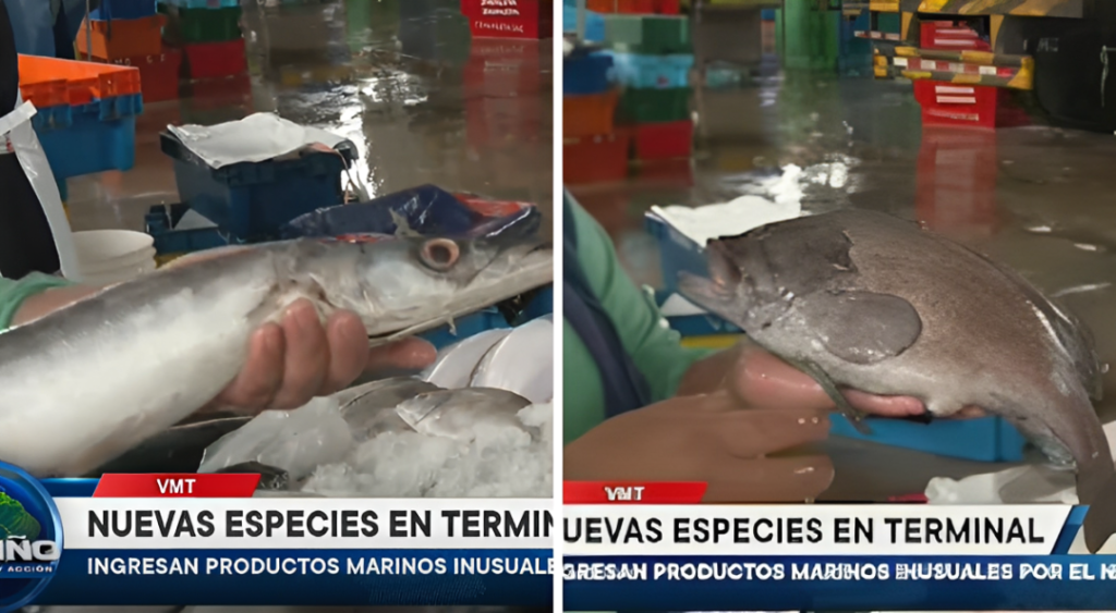 Pescados tropicales que podrían sumarse a los platos marinos peruanos